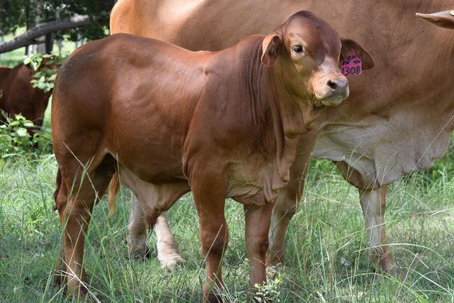 Skye Wilfred Calf